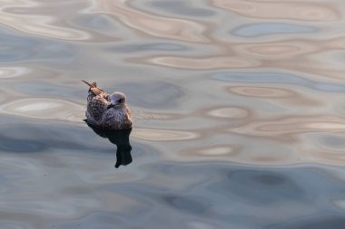 Bir martıyı yakından çekeceğiz. Trieste, İtalya
