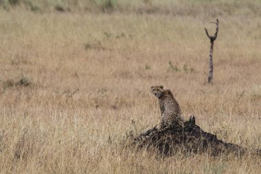 Serengeti Ulusal Parkı düzlüklerinde çita