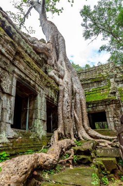Terk edilmiş binada yetişen yaşlı bir ağacın güzel manzarası.
