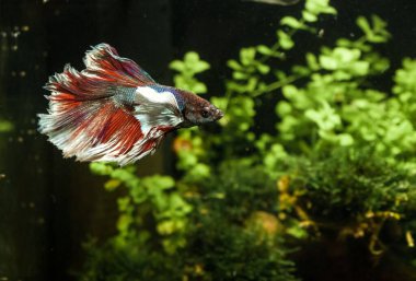 Akvaryumda dövüşen bir siyam balığının güzel bir yakın çekimi.