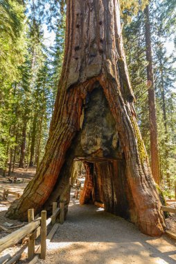 Mariposa Grove, Kaliforniya 'da dev bir sekoya ağacı.