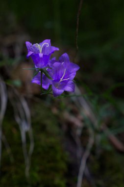 Bulanık arkaplanda çiçek açan Campanula 'nın yakın çekimi