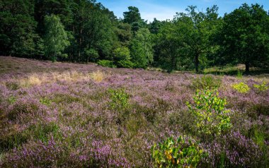 Arka planda ağaçlar olan mor çiçeklerle dolu bir tarla.