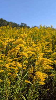 Solidago kanadensis çiçeklerinin dikey çekimi