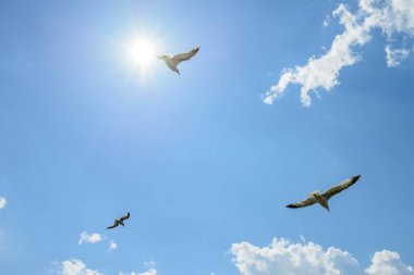 Uçan martıların düşük açılı görüntüsü.