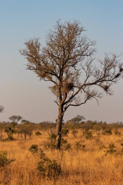 Güney Afrika 'daki büyük bir ağacın dikey görüntüsü..