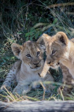 Kudretli Aslan avlanmaya hazır dişi aslanları izliyor.