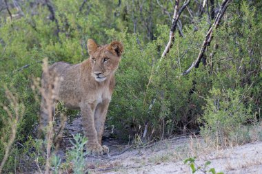 Kudretli Aslan avlanmaya hazır dişi aslanları izliyor.