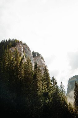 Dağların yakınındaki güzel bir ormanın dikey görüntüsü.
