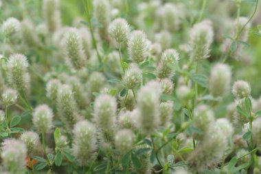 Büyüyen trifolium arvense çiçeklerine yakın çekim