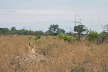 Kudretli Aslan avlanmaya hazır dişi aslanları izliyor.