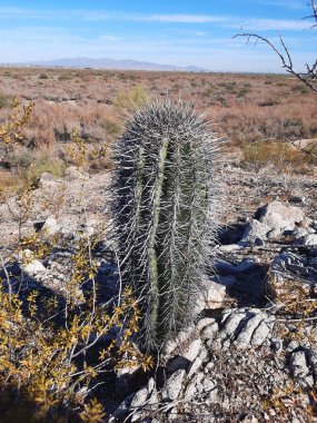 Arkasında dağlar olan bebek bir Saguaro kaktüsü.