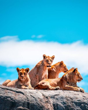 Kayaların üzerinde yatan dişi aslanların görüntüsü