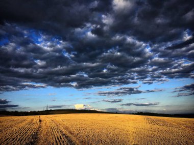 Güneşli bir günde manzaralı bir buğday tarlası.