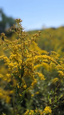 Solidago kanadensis çiçeklerinin dikey çekimi