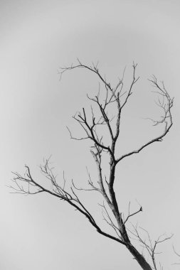 Gri gökyüzüne karşı çıplak bir ağacın dalının gri pulu.