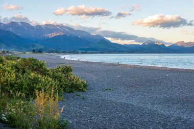 Arka planda deniz kenarı Kaikoura aralığı olan Ingles Körfezi