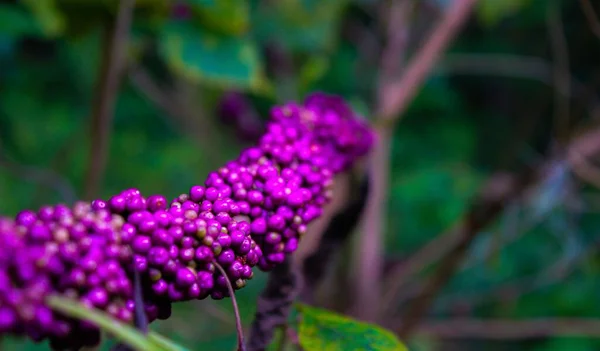 Selective Focus Shot Purple Japanese Beautyberry Forest — Stock Photo, Image
