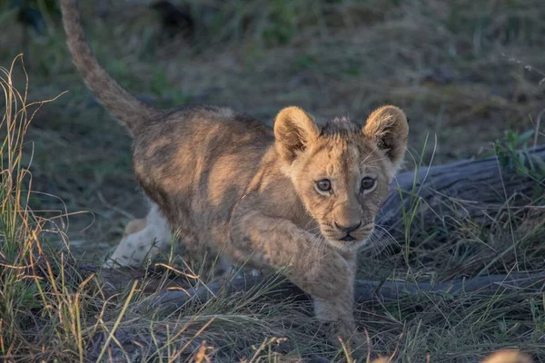 Poderoso Leão Observando Leoas Que Estão Prontas Para Caça — Fotografia de Stock