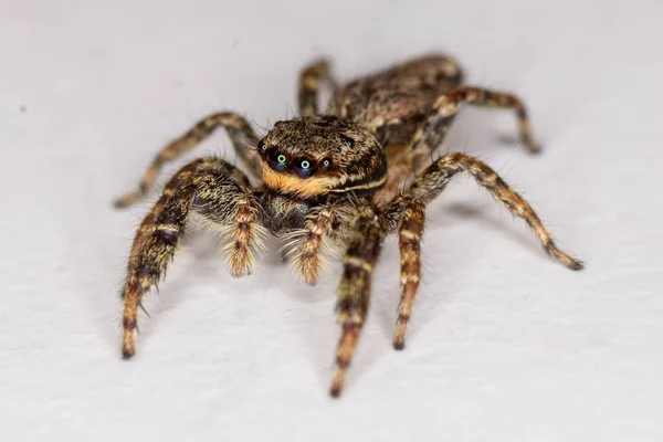 Makroaufnahme Einer Springenden Spinne Isoliert Auf Einer Weißen Oberfläche — Stockfoto