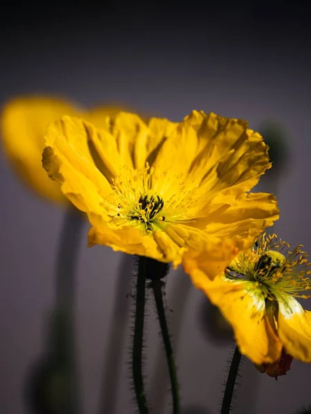 Een Verticaal Shot Van Mooie Gele Bloemen — Stockfoto