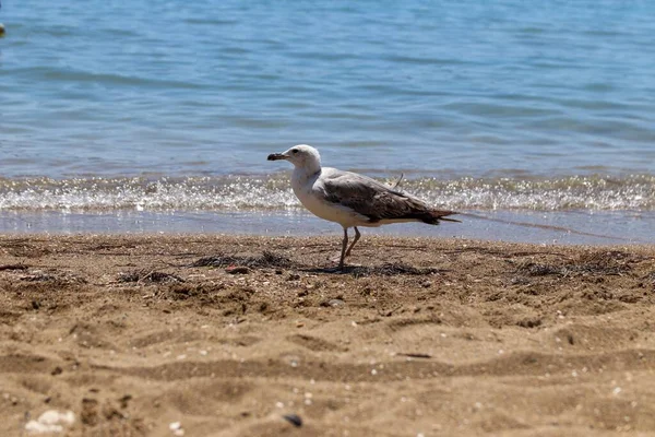 stock image A selective focus shot of the Caspian gull on a beach