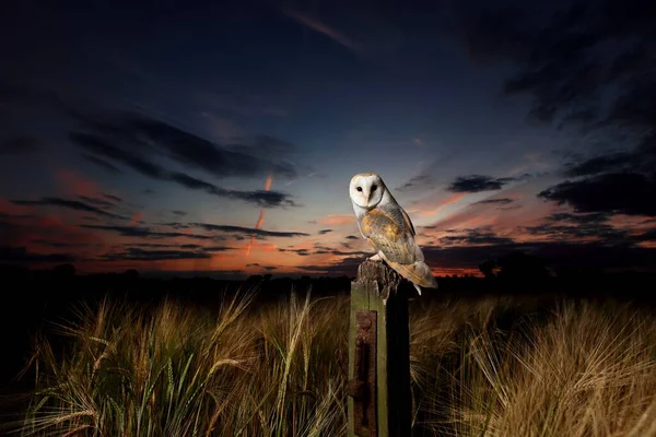 夕暮れ時の野点でのバーンフクロウの美しい景色 — ストック写真