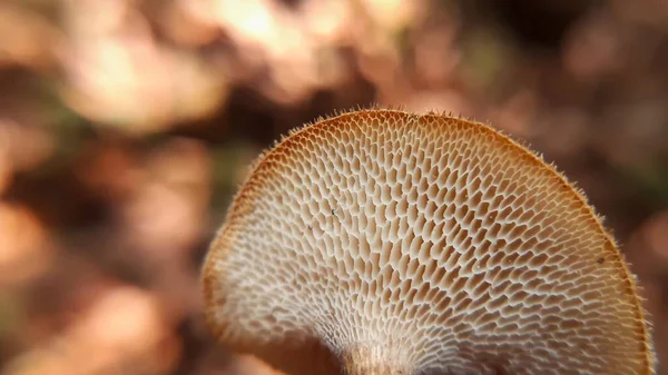 Closeup Mushroom Edge Blurred Background — Stock Photo, Image