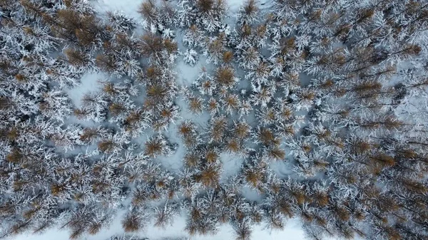 Верхний Вид Красивый Лес Зимой — стоковое фото