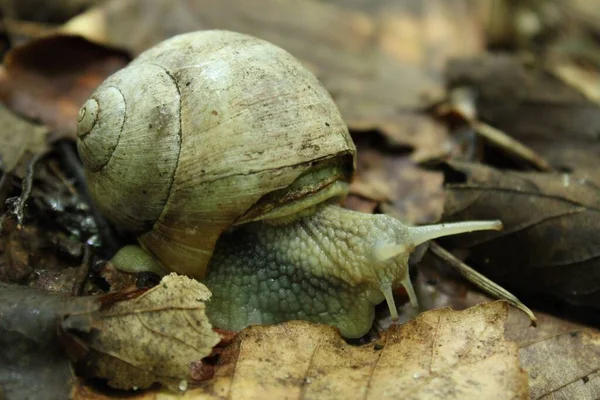 Slow Slimy Roman Snail Forest Ground — Stock Photo, Image