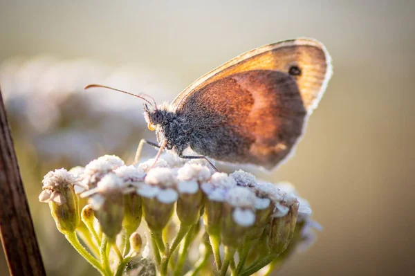 Plan Sélectif Petit Papillon Bruyère Sur Une Plante — Photo