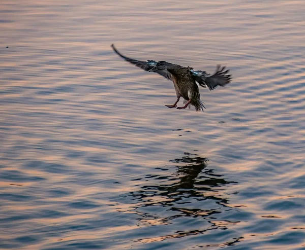 Yaban Ördeği Yaban Ördeği Anas Platyrhynchos Gün Batımında Suyun Yüzeyine — Stok fotoğraf