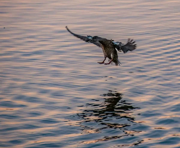 Mallard Sau Rață Sălbatică Anas Platyrhynchos Este Cale Coboare Suprafața — Fotografie, imagine de stoc