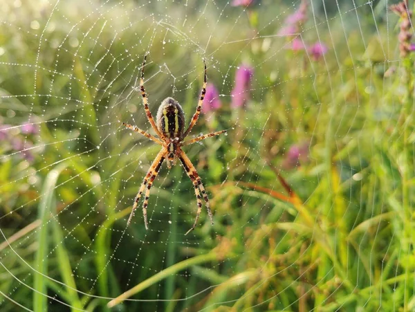 Een Close Shot Van Een Wespenspin Een Spinnenweb Onder Zon — Stockfoto