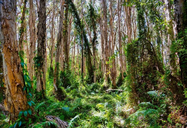 オーストラリア クイーンズランド州中央部の晴れた日に 背の高い木と毛布のある森 — ストック写真