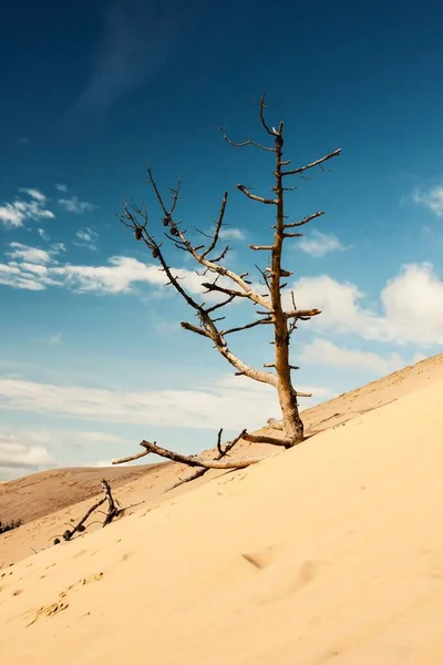 하늘을 배경으로 사막에서 나무의 — 스톡 사진