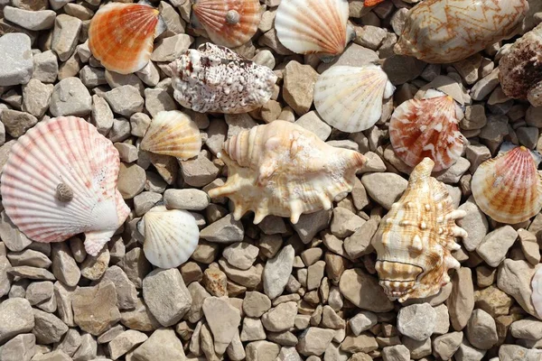 Eine Nahaufnahme Von Muscheln Die Sich Felsigen Strand Verstreuen — Stockfoto
