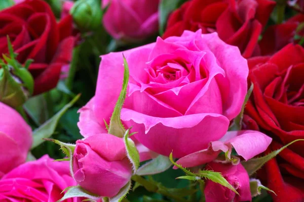 Close Uma Bela Rosa Rosa Buquê Com Fundo Rosas Vermelhas — Fotografia de Stock