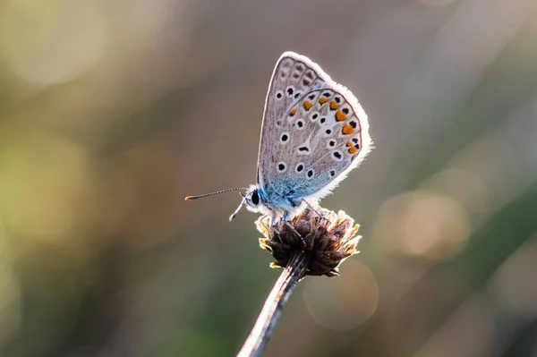 Selektywne Ujęcie Ostrości Motyla Polyommatus Roślinie — Zdjęcie stockowe