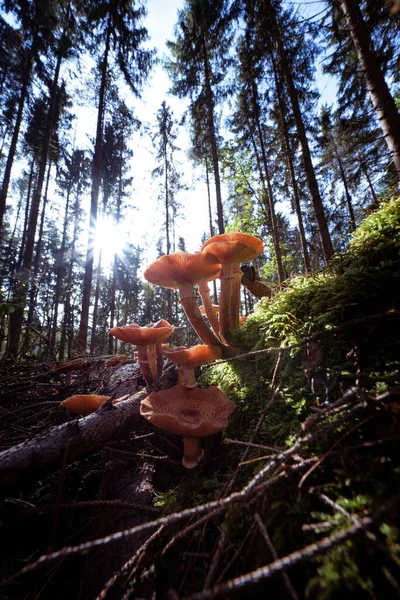 Stock image A vertical closeup shot of wild fungi growing on a sunny forest floor