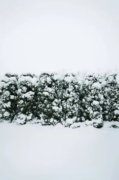 Een Winterlandschap Met Groene Schurken Onder Sneeuw — Stockfoto