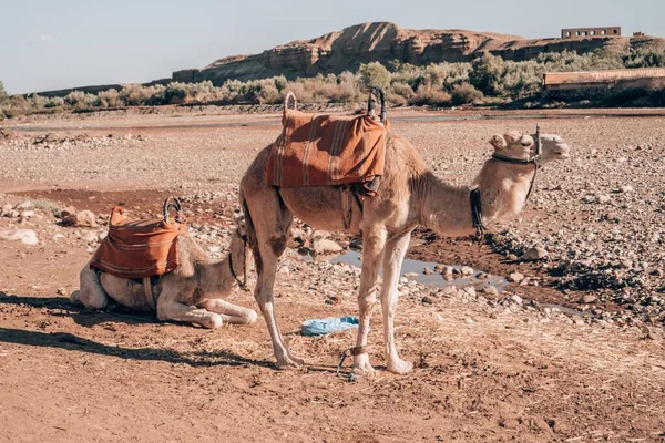 Due Cammelli Vicino Ait Ben Haddou Marocco — Foto Stock