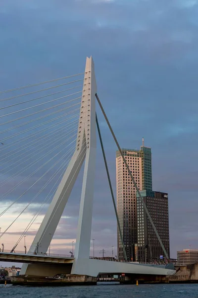 Еразмус Мостова Інфраструктура Голландському Портовому Місті Роттердам Видимими Кабельними Струнами — стокове фото