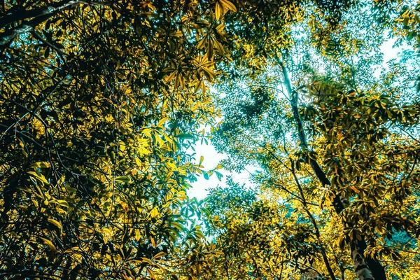 Πράσινα Δέντρα Στο Δάσος Μια Ηλιόλουστη Μέρα Στο Somersby Falls — Φωτογραφία Αρχείου