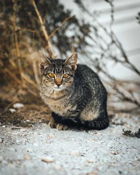 背景がぼやけた野原を歩く美しい怒っている縞模様の猫の肖像画 — ストック写真