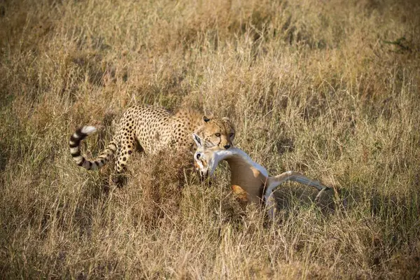 Cheetah Nelle Pianure Del Parco Nazionale Del Serengeti — Foto Stock