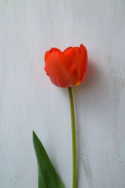 Una Vista Vertical Solo Tulipán Rojo — Foto de Stock