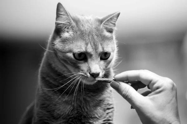 Una Escala Grises Del Propietario Alimentando Gato Americano Shorthair Casa —  Fotos de Stock