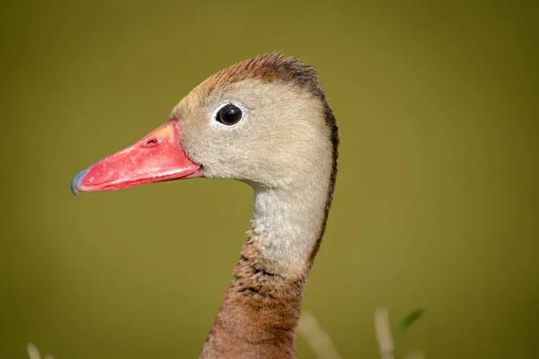 在绿色背景下的木制鸭的肖像 — 图库照片