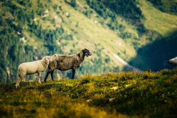 Twee Alpiene Steinschafs Het Vergelende Gras Zonovergoten Bergen Bedekt Met — Stockfoto